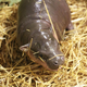 Illustration for article titled ZSL Whipsnade Zoo Welcomes Worst Cat Ever Into the World